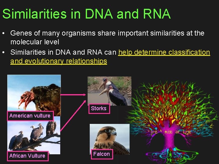 Similarities in DNA and RNA • Genes of many organisms share important similarities at
