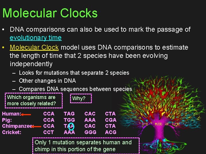 Molecular Clocks • DNA comparisons can also be used to mark the passage of