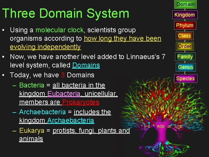 Three Domain System • Using a molecular clock, scientists group organisms according to how