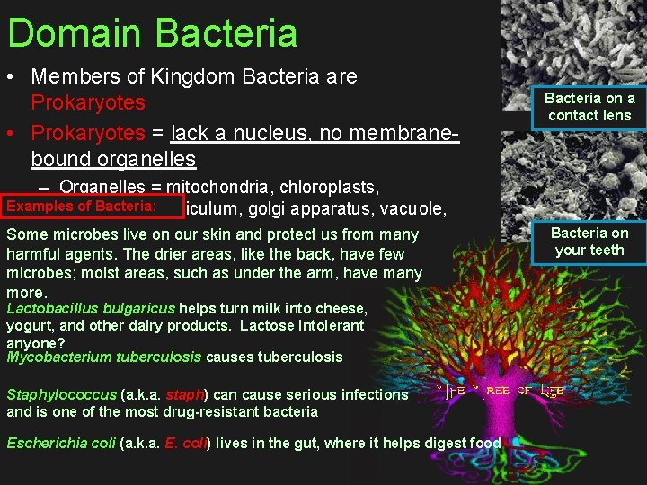 Domain Bacteria • Members of Kingdom Bacteria are Prokaryotes • Prokaryotes = lack a