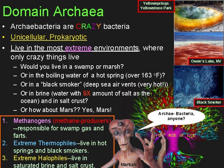 Yellowsprings Yellowstone Park Domain Archaea • Archaebacteria are CRAZY bacteria • Unicellular, Prokaryotic •