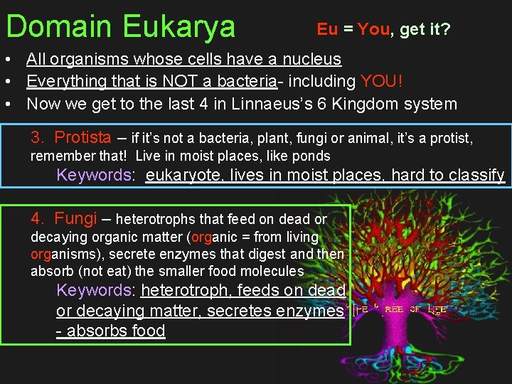 Domain Eukarya Eu = You, get it? • All organisms whose cells have a