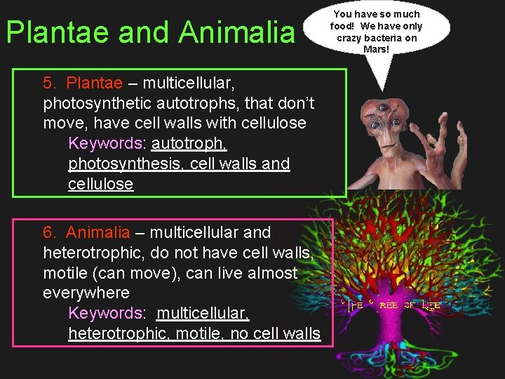 Plantae and Animalia 5. Plantae – multicellular, photosynthetic autotrophs, that don’t move, have cell