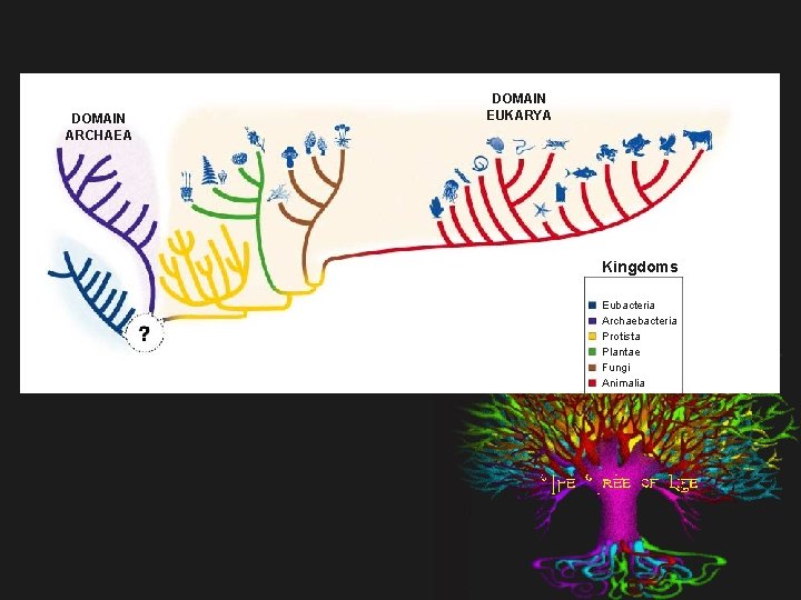 DOMAIN ARCHAEA DOMAIN EUKARYA Kingdoms Eubacteria Archaebacteria Protista Plantae Fungi Animalia 