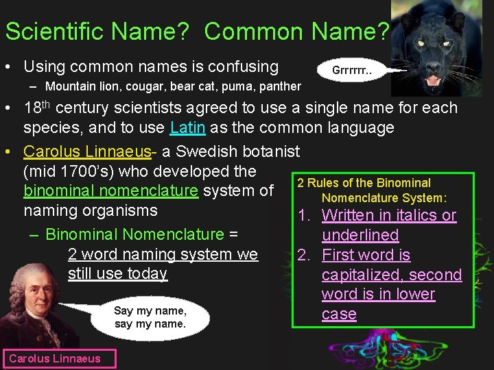 Scientific Name? Common Name? • Using common names is confusing Grrrrrr. . – Mountain