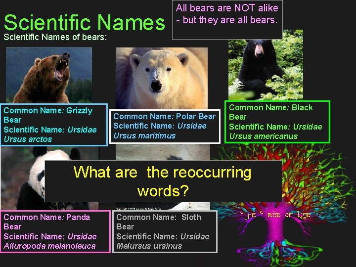 Scientific Names of bears: Common Name: Grizzly Bear Scientific Name: Ursidae Ursus arctos All