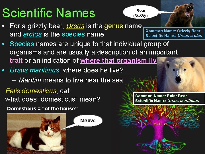 Scientific Names Roar (loudly). • For a grizzly bear, Ursus is the genus name