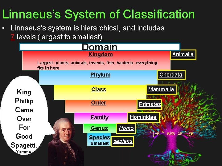 Linnaeus’s System of Classification • Linnaeus’s system is hierarchical, and includes 7 levels (largest