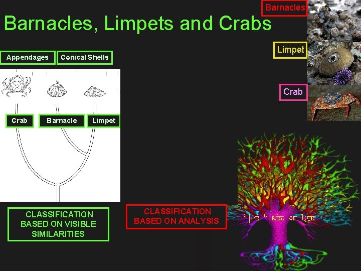 Barnacles, Limpets and Crabs Appendages Limpet Conical Shells Crab Barnacle Limpet CLASSIFICATION BASED ON