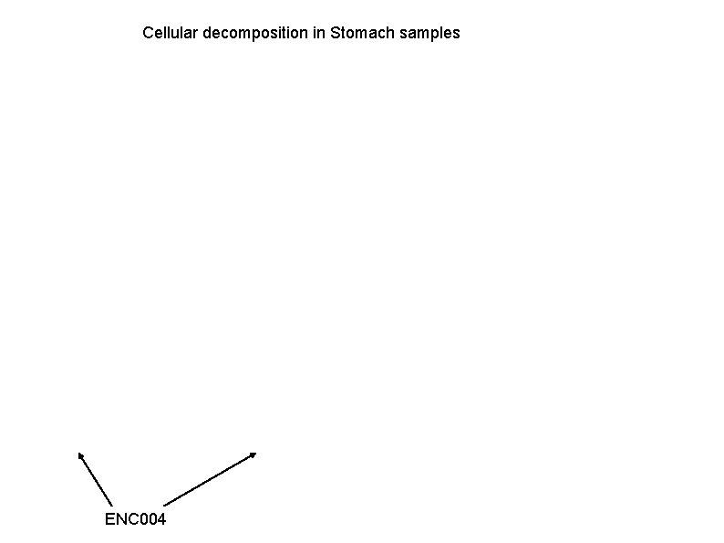 Cellular decomposition in Stomach samples ENC 004 