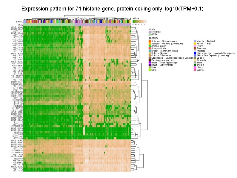 Expression pattern for 71 histone gene, protein-coding only. log 10(TPM+0. 1) 