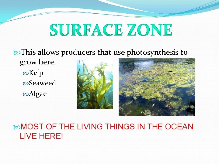  This allows producers that use photosynthesis to grow here. Kelp Seaweed Algae MOST