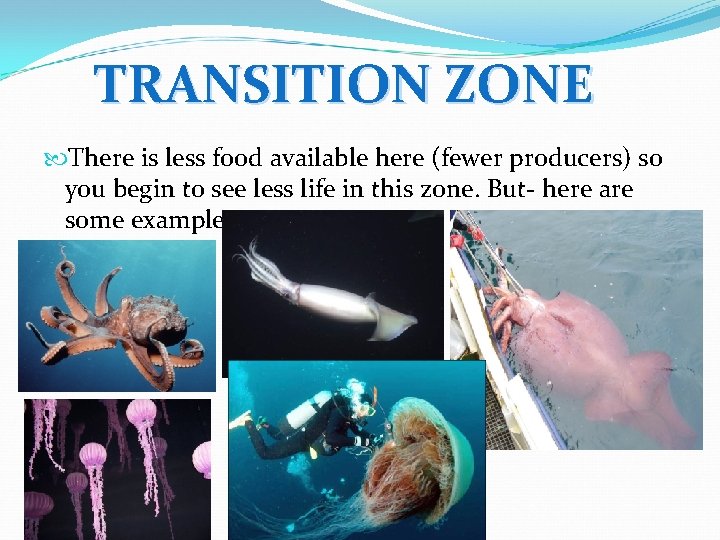 TRANSITION ZONE There is less food available here (fewer producers) so you begin to