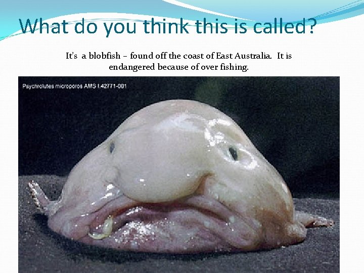 What do you think this is called? It’s a blobfish – found off the