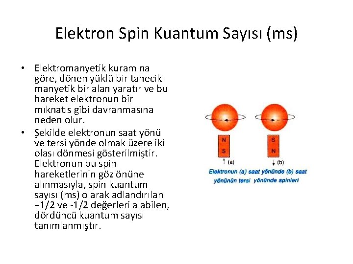 Elektron Spin Kuantum Sayısı (ms) • Elektromanyetik kuramına göre, dönen yüklü bir tanecik manyetik