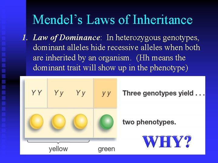 Mendel’s Laws of Inheritance 1. Law of Dominance: In heterozygous genotypes, dominant alleles hide