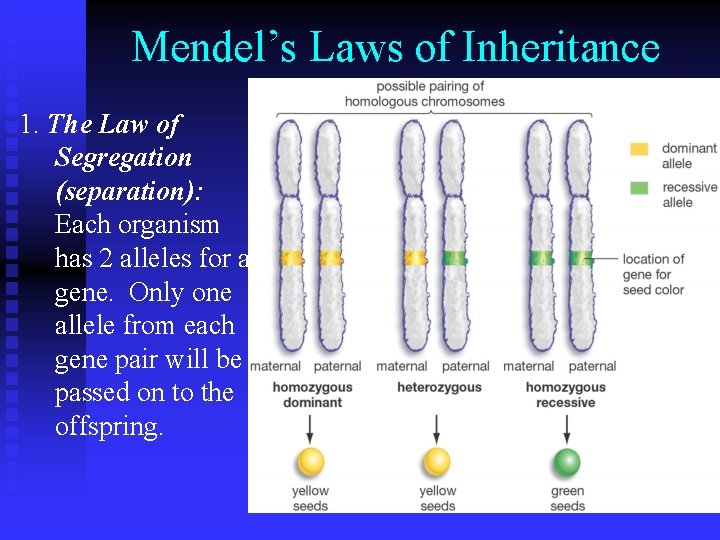 Mendel’s Laws of Inheritance 1. The Law of Segregation (separation): Each organism has 2