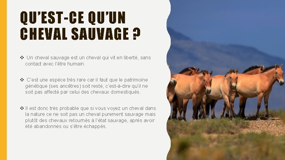 QU’EST-CE QU’UN CHEVAL SAUVAGE ? v Un cheval sauvage est un cheval qui vit