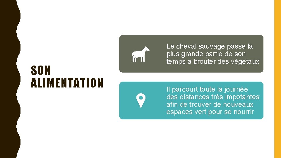 SON ALIMENTATION Le cheval sauvage passe la plus grande partie de son temps a