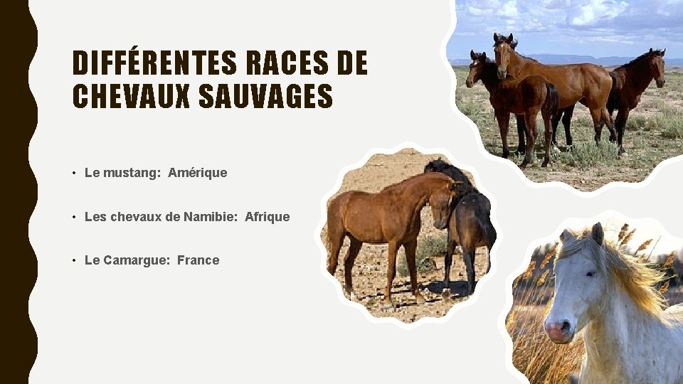DIFFÉRENTES RACES DE CHEVAUX SAUVAGES • Le mustang: Amérique • Les chevaux de Namibie: