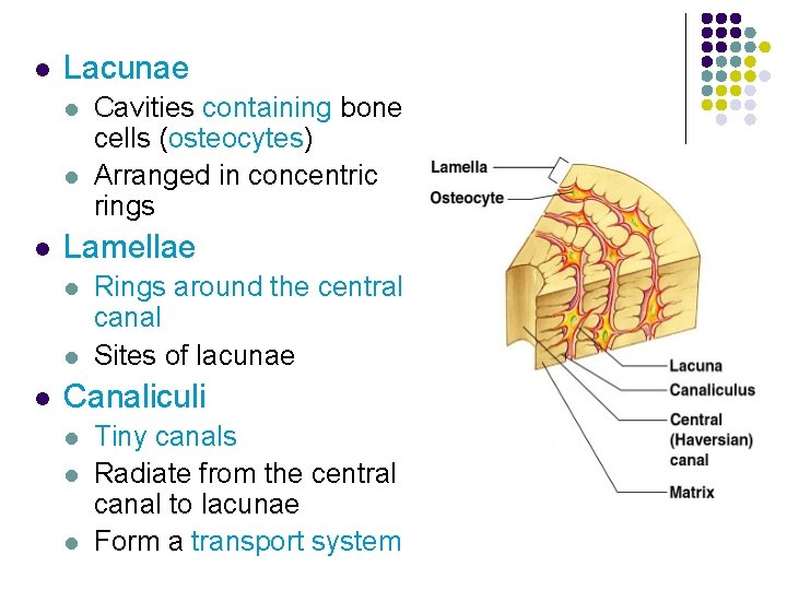 l Lacunae l l l Lamellae l l l Cavities containing bone cells (osteocytes)
