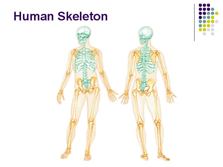Human Skeleton 