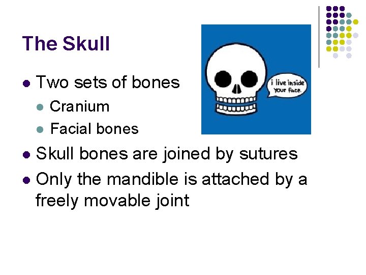The Skull l Two sets of bones l l Cranium Facial bones Skull bones