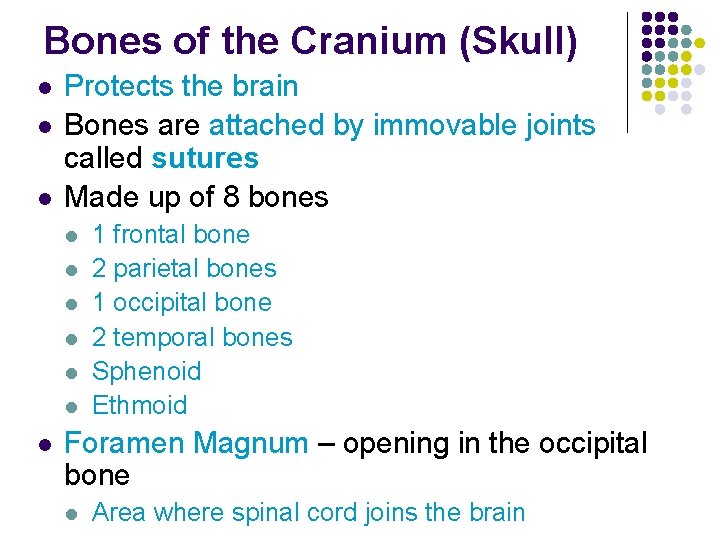 Bones of the Cranium (Skull) l l l Protects the brain Bones are attached
