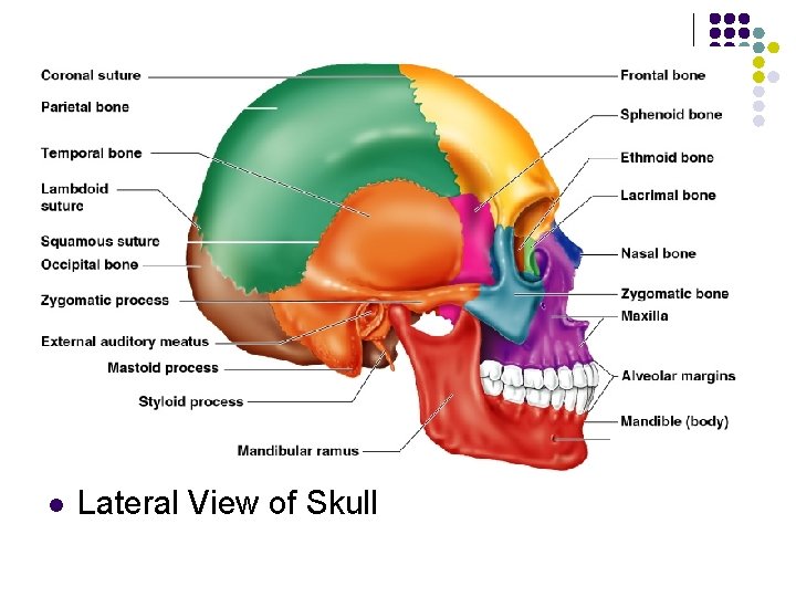 l Lateral View of Skull 