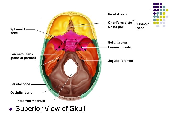 l Superior View of Skull 