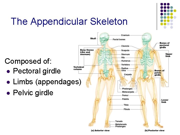 The Appendicular Skeleton Composed of: l Pectoral girdle l Limbs (appendages) l Pelvic girdle