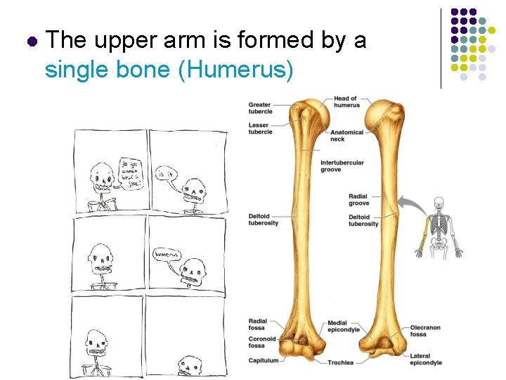 l The upper arm is formed by a single bone (Humerus) 