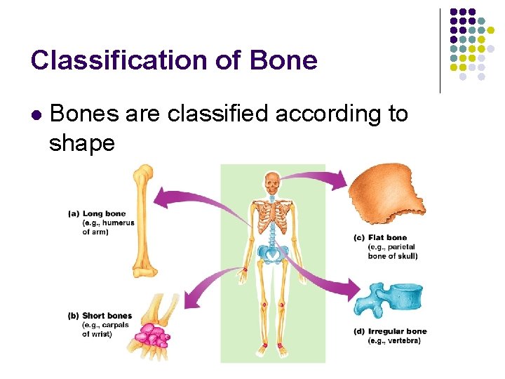 Classification of Bone l Bones are classified according to shape 