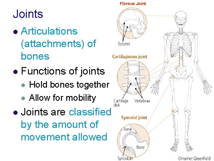 Fibrous Joints Articulations (attachments) of bones l Functions of joints l l Hold bones