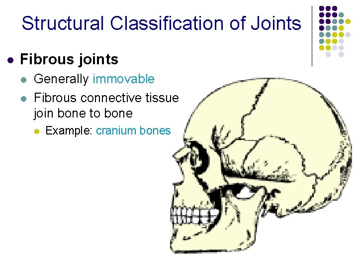 Structural Classification of Joints l Fibrous joints l l Generally immovable Fibrous connective tissue