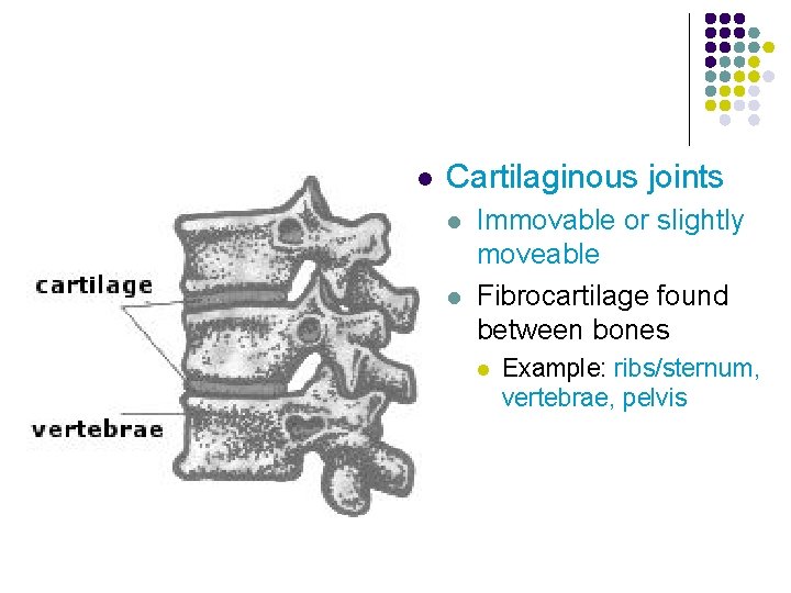 l Cartilaginous joints l l Immovable or slightly moveable Fibrocartilage found between bones l