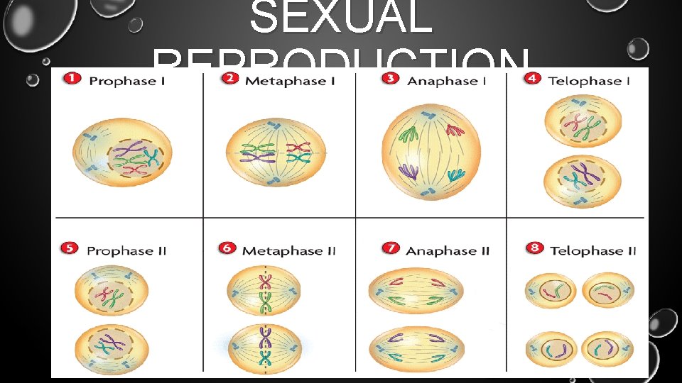 SEXUAL REPRODUCTION 