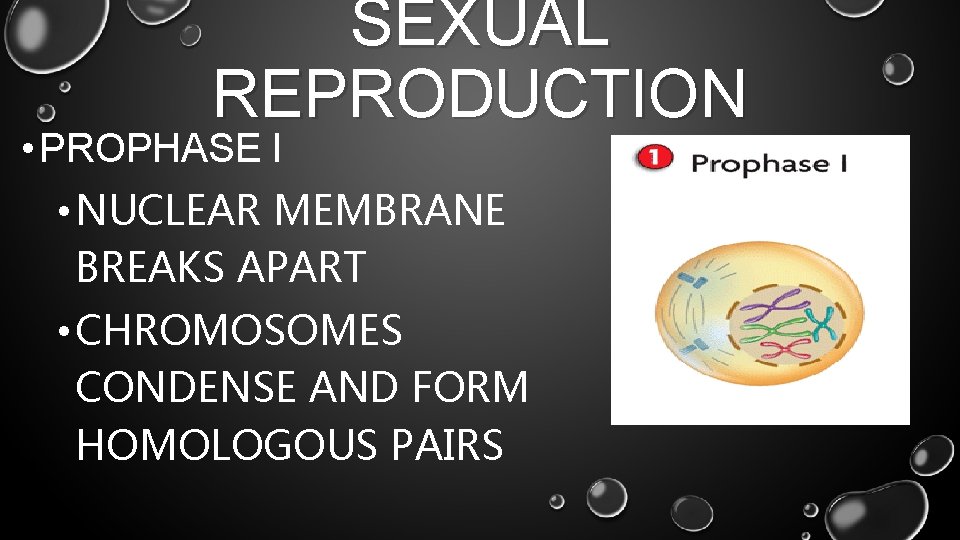 SEXUAL REPRODUCTION • PROPHASE I • NUCLEAR MEMBRANE BREAKS APART • CHROMOSOMES CONDENSE AND
