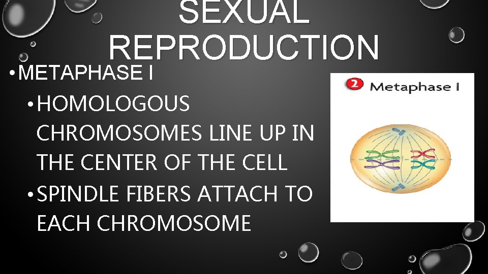 SEXUAL REPRODUCTION • METAPHASE I • HOMOLOGOUS CHROMOSOMES LINE UP IN THE CENTER OF