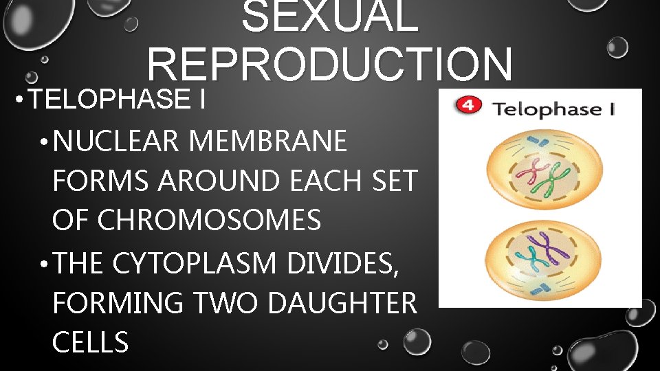 SEXUAL REPRODUCTION • TELOPHASE I • NUCLEAR MEMBRANE FORMS AROUND EACH SET OF CHROMOSOMES