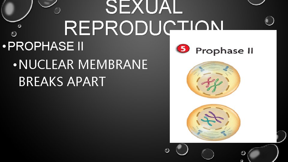 SEXUAL REPRODUCTION • PROPHASE II • NUCLEAR MEMBRANE BREAKS APART 