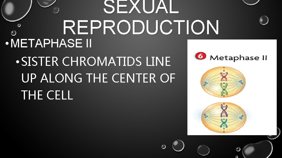SEXUAL REPRODUCTION • METAPHASE II • SISTER CHROMATIDS LINE UP ALONG THE CENTER OF