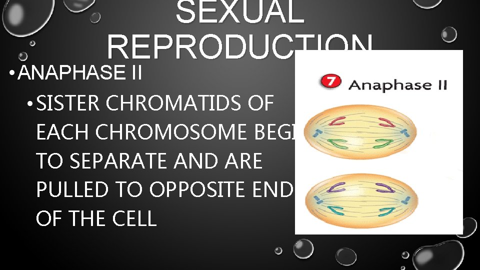 SEXUAL REPRODUCTION • ANAPHASE II • SISTER CHROMATIDS OF EACH CHROMOSOME BEGIN TO SEPARATE