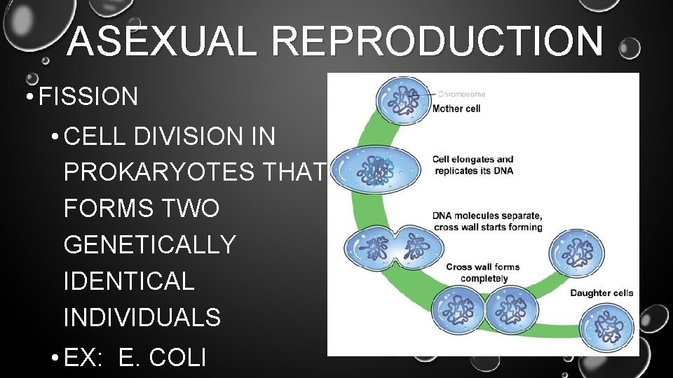 ASEXUAL REPRODUCTION • FISSION • CELL DIVISION IN PROKARYOTES THAT FORMS TWO GENETICALLY IDENTICAL