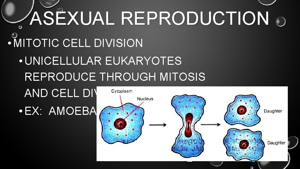 ASEXUAL REPRODUCTION • MITOTIC CELL DIVISION • UNICELLULAR EUKARYOTES REPRODUCE THROUGH MITOSIS AND CELL