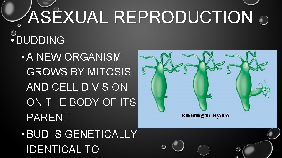 ASEXUAL REPRODUCTION • BUDDING • A NEW ORGANISM GROWS BY MITOSIS AND CELL DIVISION