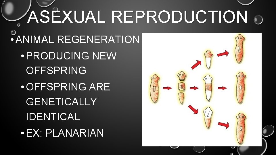 ASEXUAL REPRODUCTION • ANIMAL REGENERATION • PRODUCING NEW OFFSPRING • OFFSPRING ARE GENETICALLY IDENTICAL
