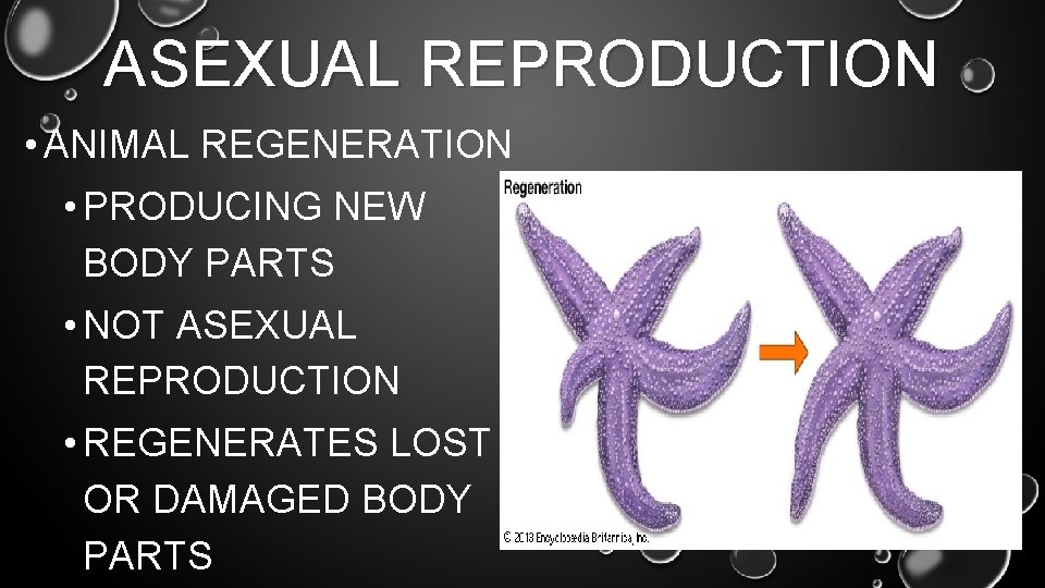 ASEXUAL REPRODUCTION • ANIMAL REGENERATION • PRODUCING NEW BODY PARTS • NOT ASEXUAL REPRODUCTION