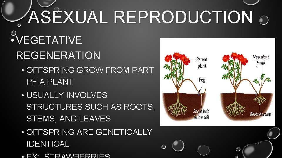ASEXUAL REPRODUCTION • VEGETATIVE REGENERATION • OFFSPRING GROW FROM PART PF A PLANT •