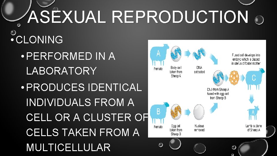 ASEXUAL REPRODUCTION • CLONING • PERFORMED IN A LABORATORY • PRODUCES IDENTICAL INDIVIDUALS FROM